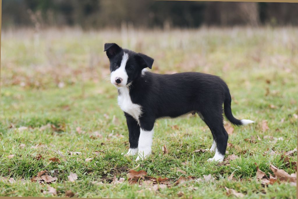 Dorka's Spirit - Chiot disponible  - Border Collie