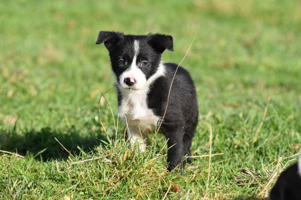 Dorka's Spirit - Chiot disponible  - Border Collie