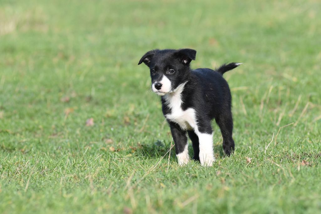 Dorka's Spirit - Chiot disponible  - Border Collie