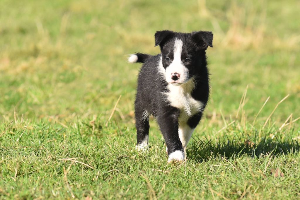 Dorka's Spirit - Chiot disponible  - Border Collie