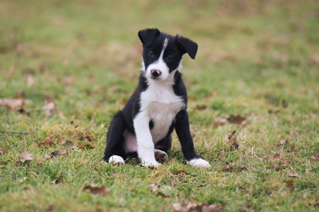 Dorka's Spirit - Chiot disponible  - Border Collie