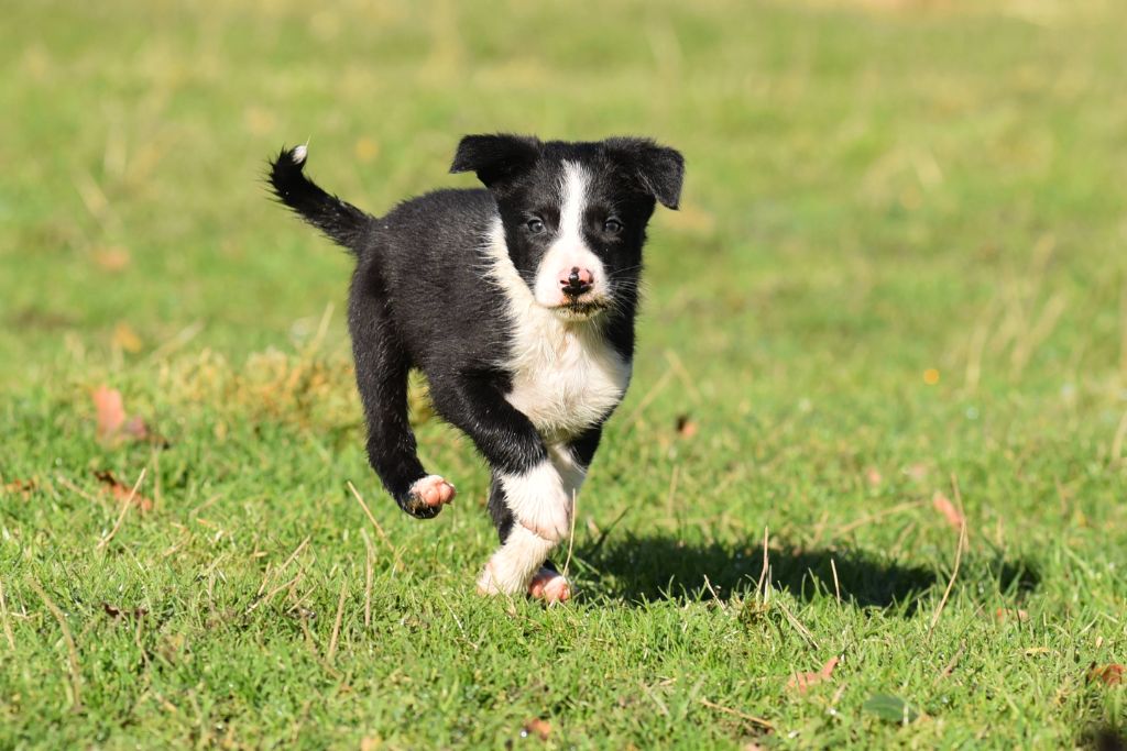 Dorka's Spirit - Chiot disponible  - Border Collie