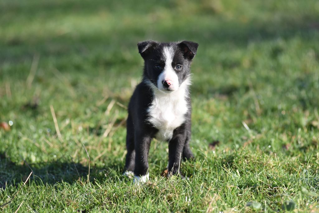 Dorka's Spirit - Chiot disponible  - Border Collie