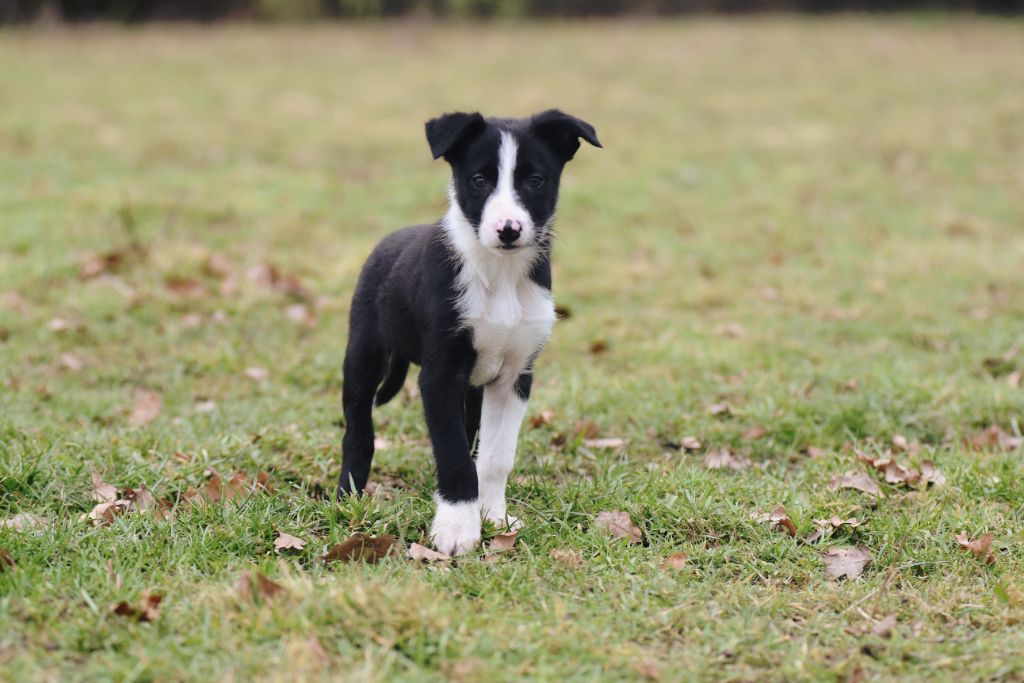 Dorka's Spirit - Chiot disponible  - Border Collie