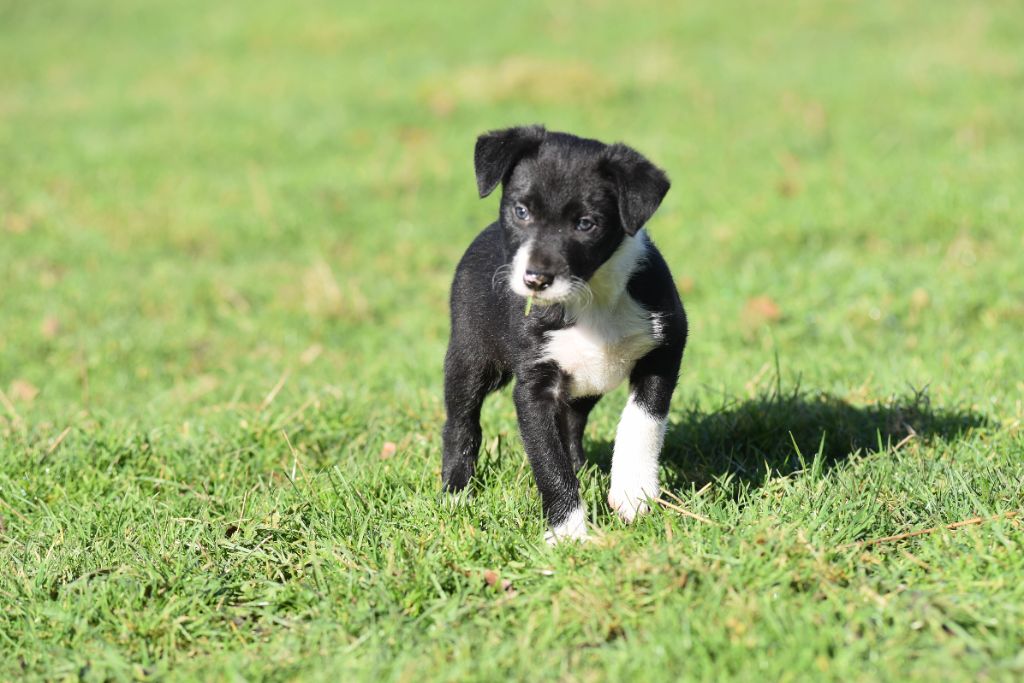 Dorka's Spirit - Chiot disponible  - Border Collie