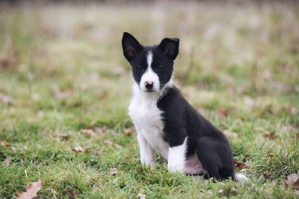 Dorka's Spirit - Chiot disponible  - Border Collie