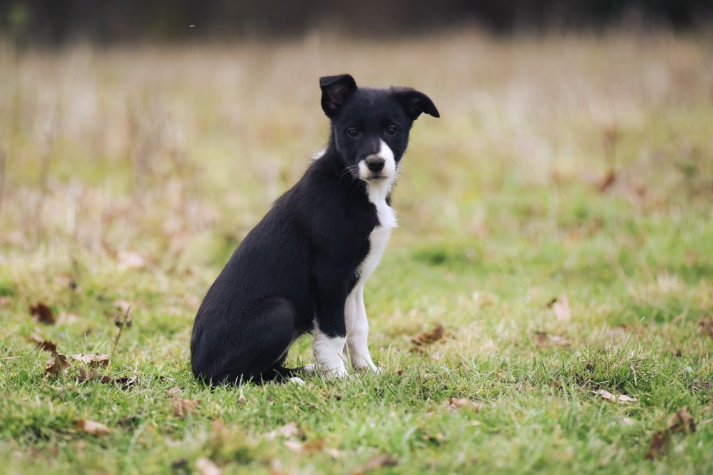 Dorka's Spirit - Chiot disponible  - Border Collie