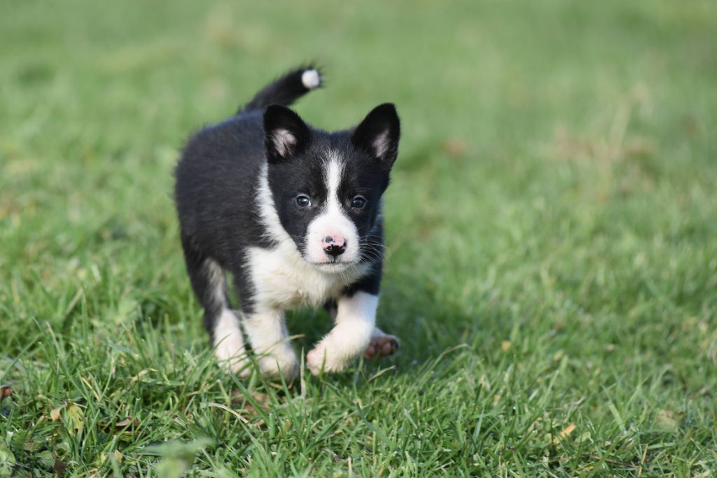 Dorka's Spirit - Chiot disponible  - Border Collie