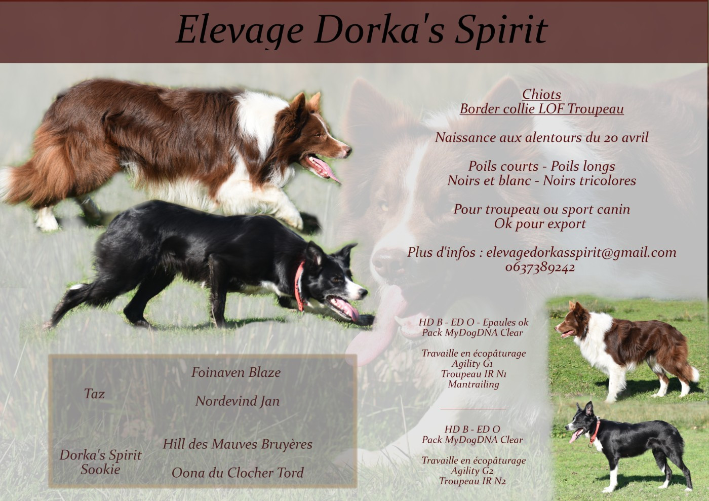 Chiots à naître pour mi avril