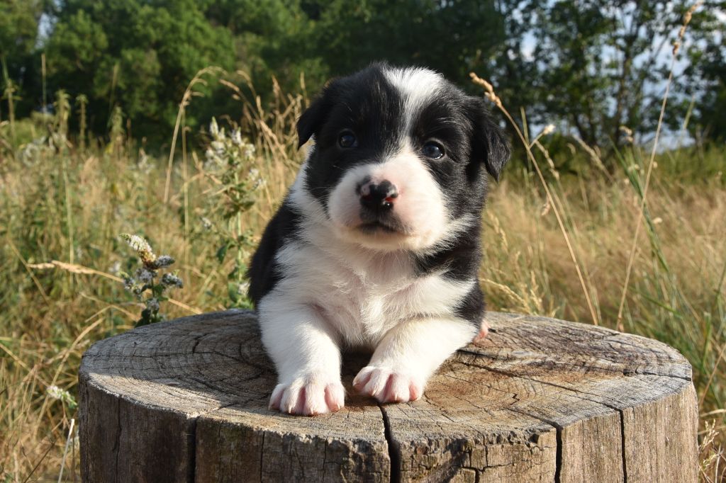 Dorka's Spirit - Chiots disponibles - Border Collie