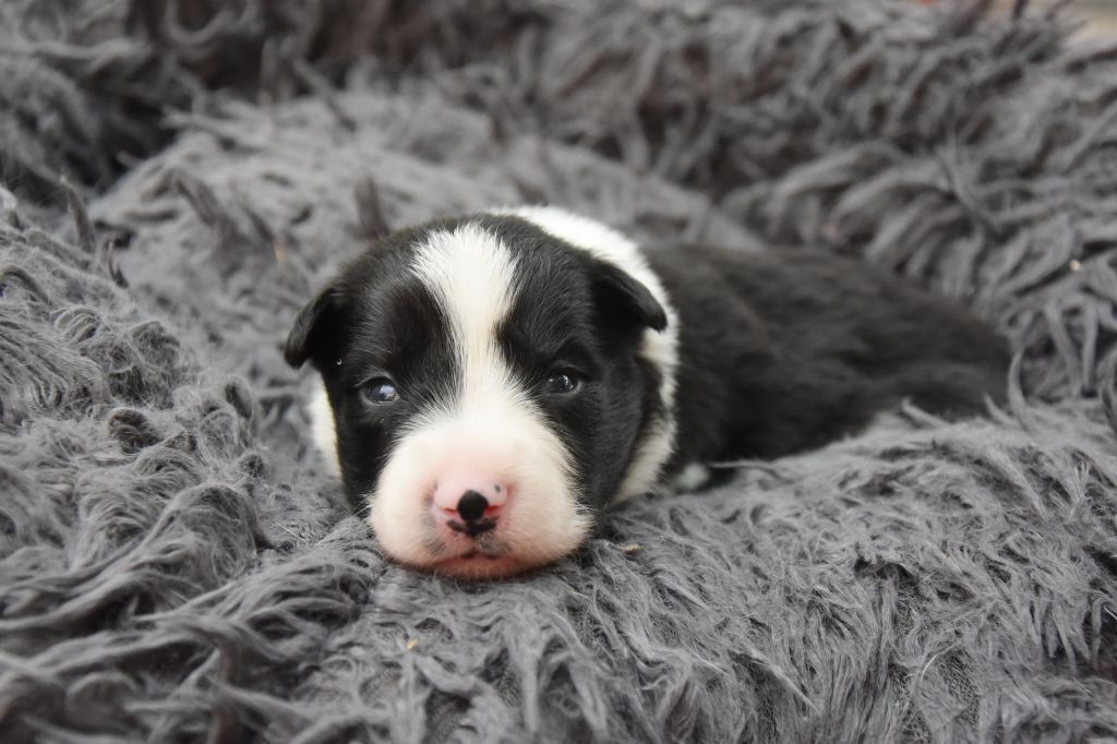 Dorka's Spirit - Chiots disponibles - Border Collie