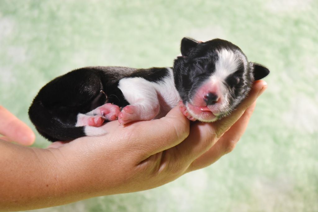 Dorka's Spirit - Chiots disponibles - Border Collie