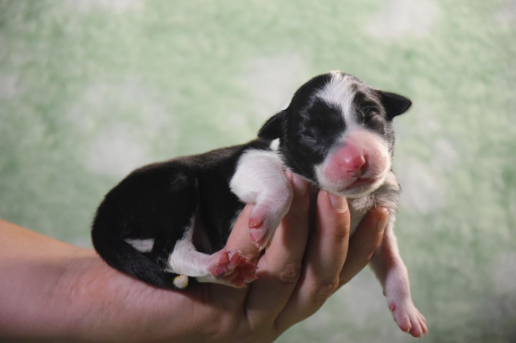 Dorka's Spirit - Chiots disponibles - Border Collie