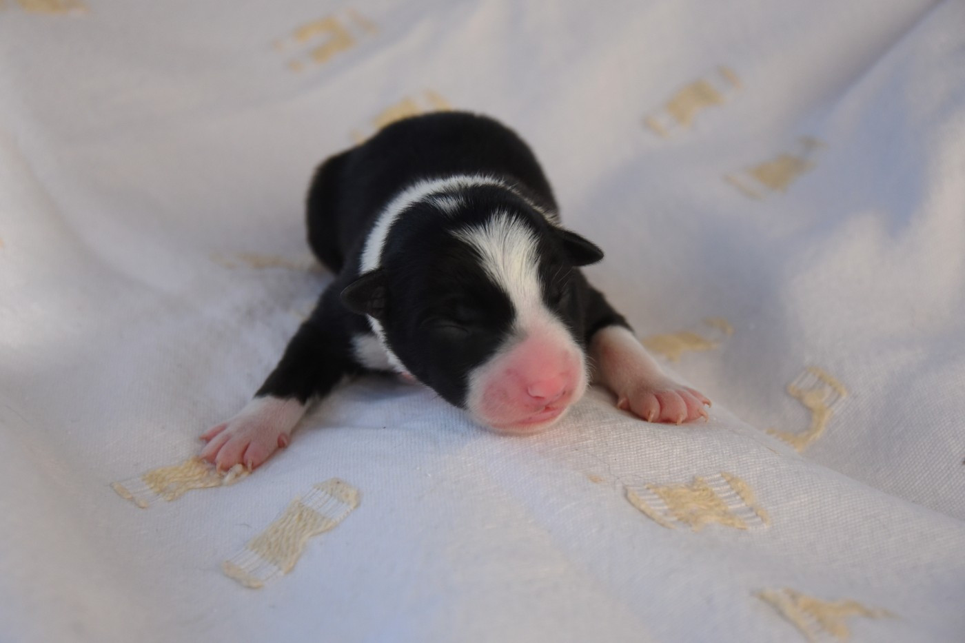 Dorka's Spirit - Chiots disponibles - Border Collie