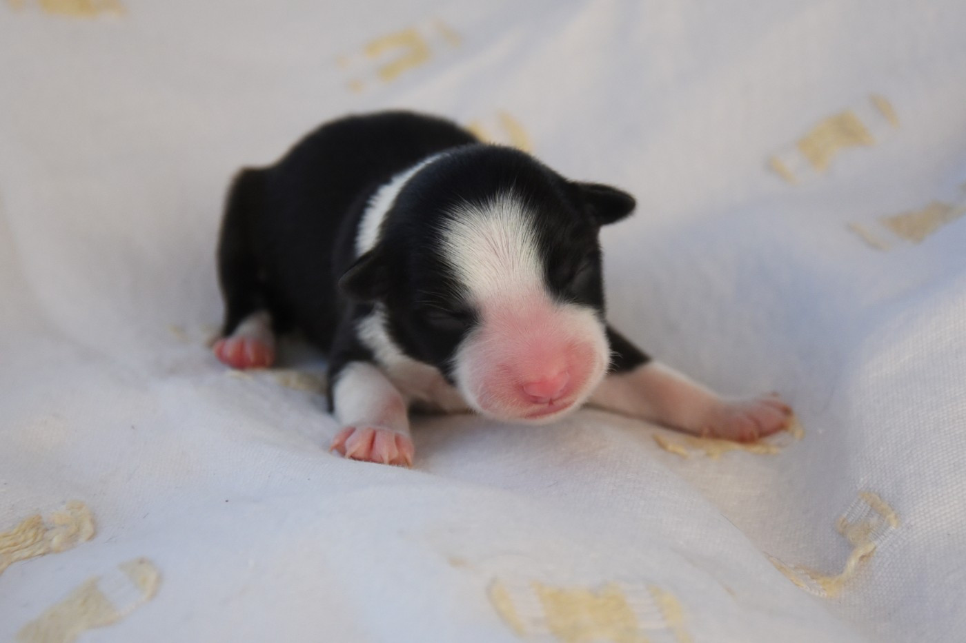 Dorka's Spirit - Chiots disponibles - Border Collie