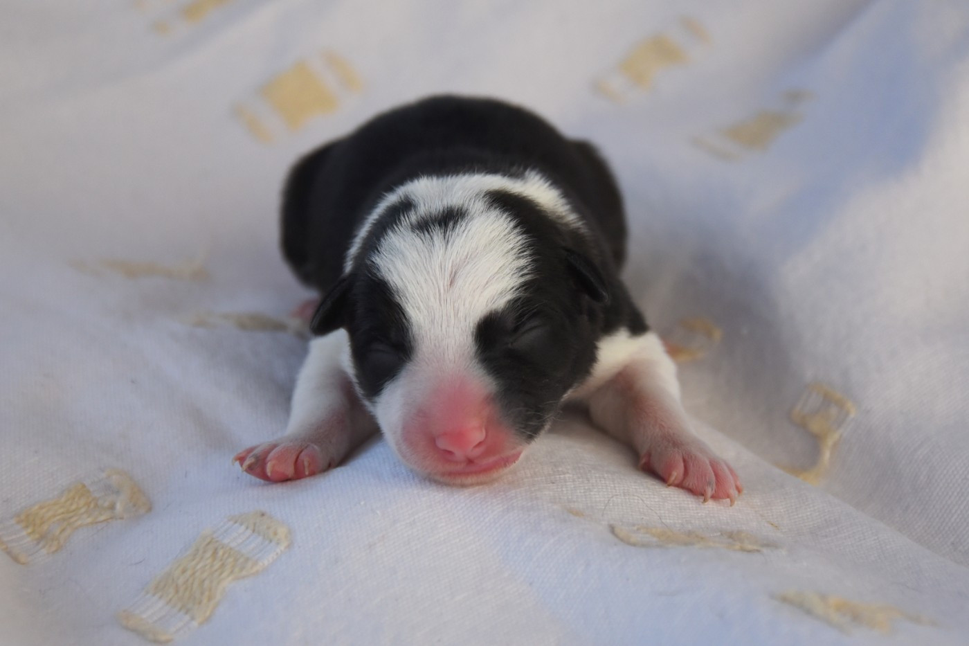 Dorka's Spirit - Chiots disponibles - Border Collie