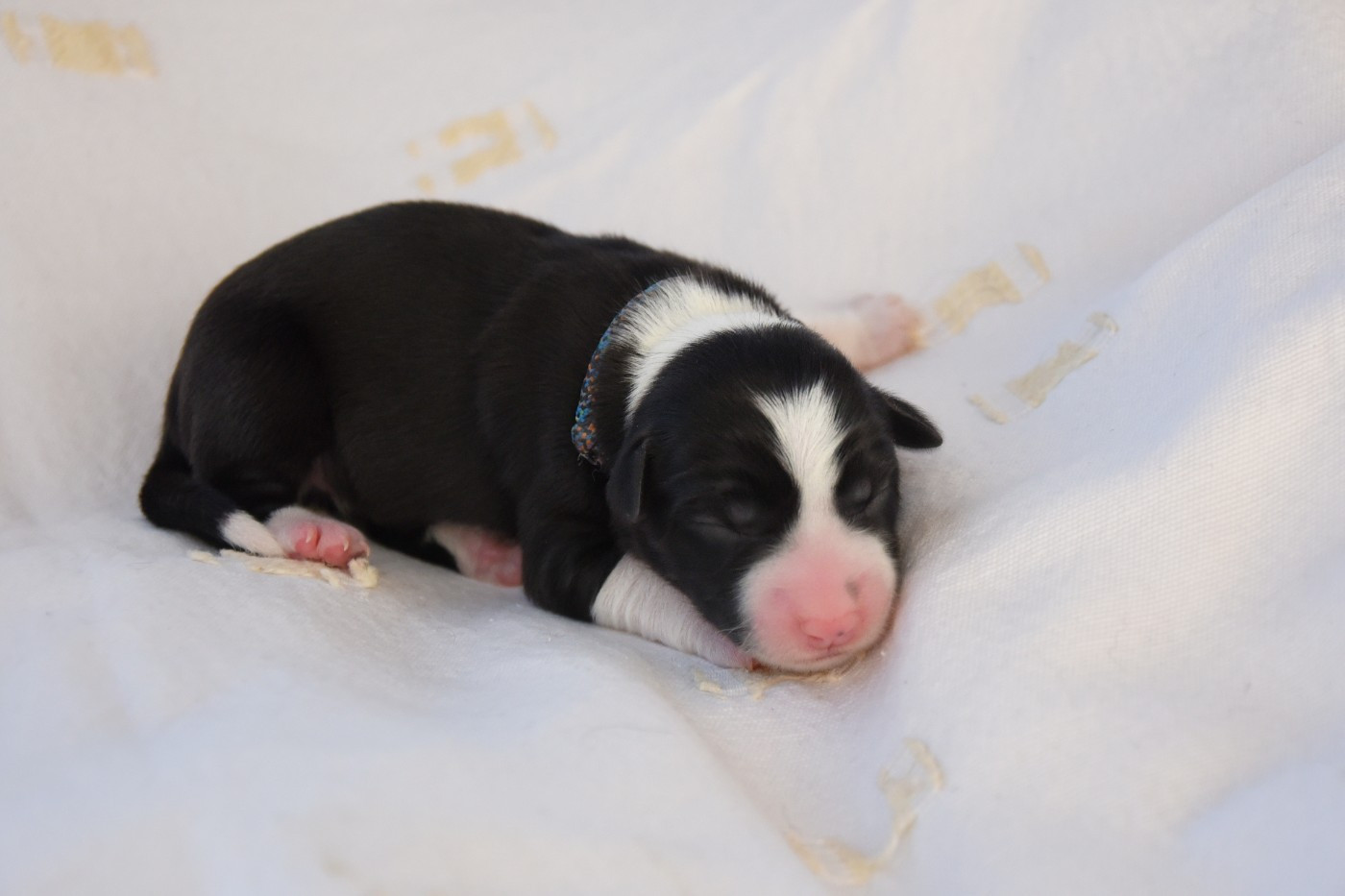 Dorka's Spirit - Chiots disponibles - Border Collie