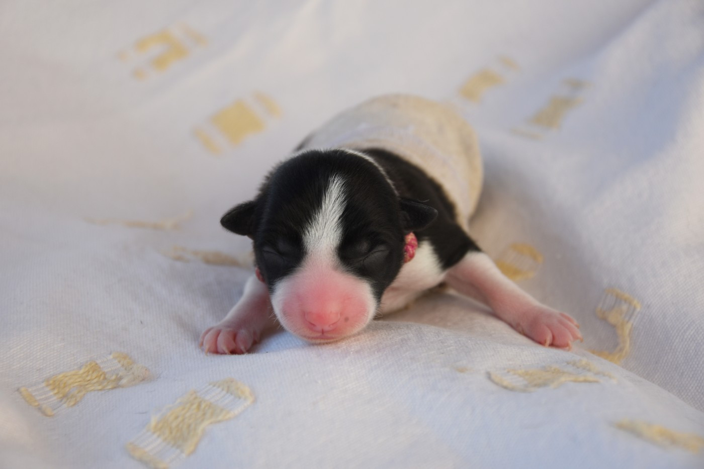 Dorka's Spirit - Chiots disponibles - Border Collie