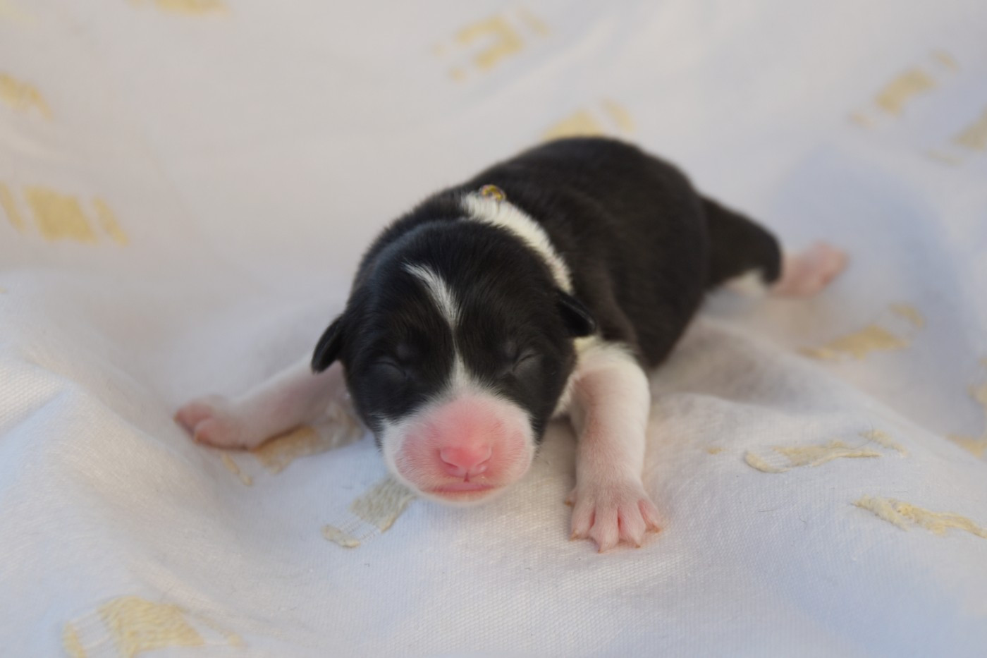 Dorka's Spirit - Chiots disponibles - Border Collie