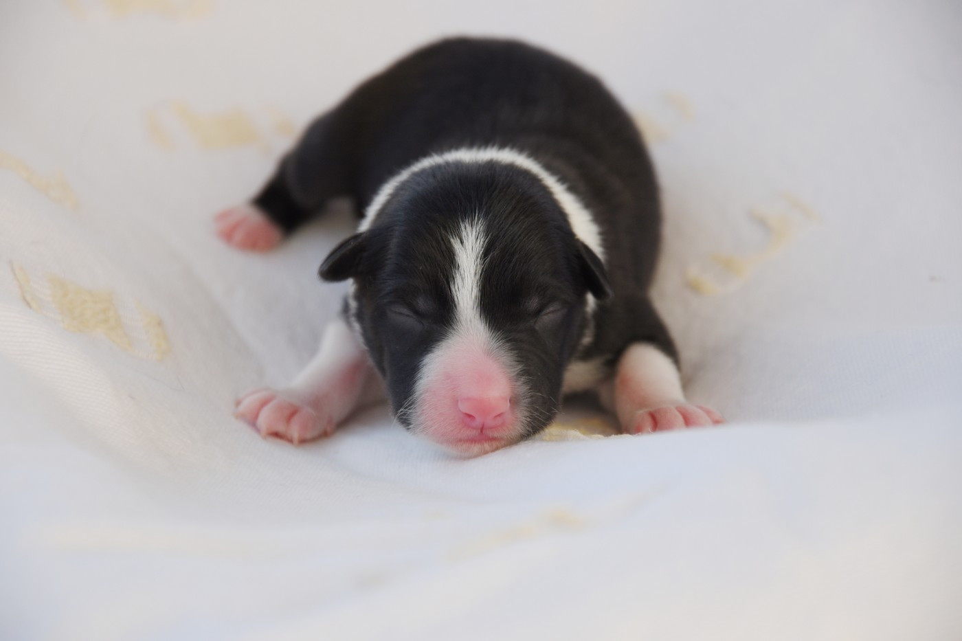 Dorka's Spirit - Chiots disponibles - Border Collie