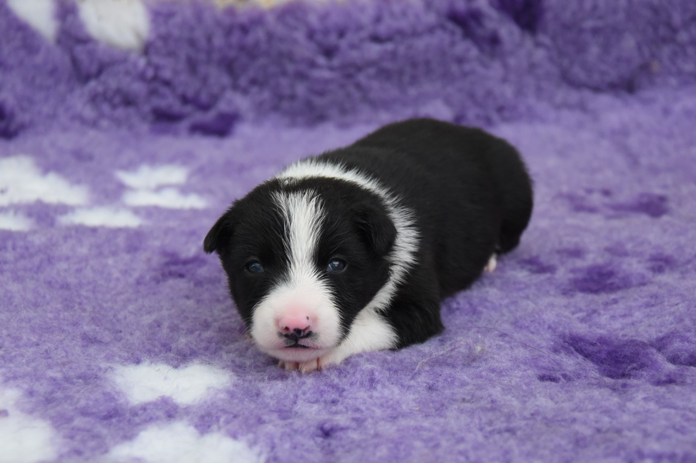 Dorka's Spirit - Chiots disponibles - Border Collie