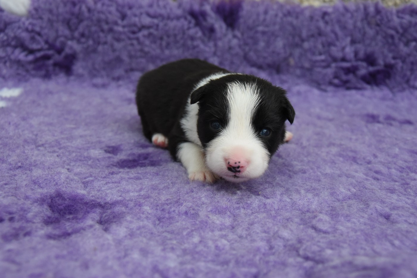 Dorka's Spirit - Chiots disponibles - Border Collie