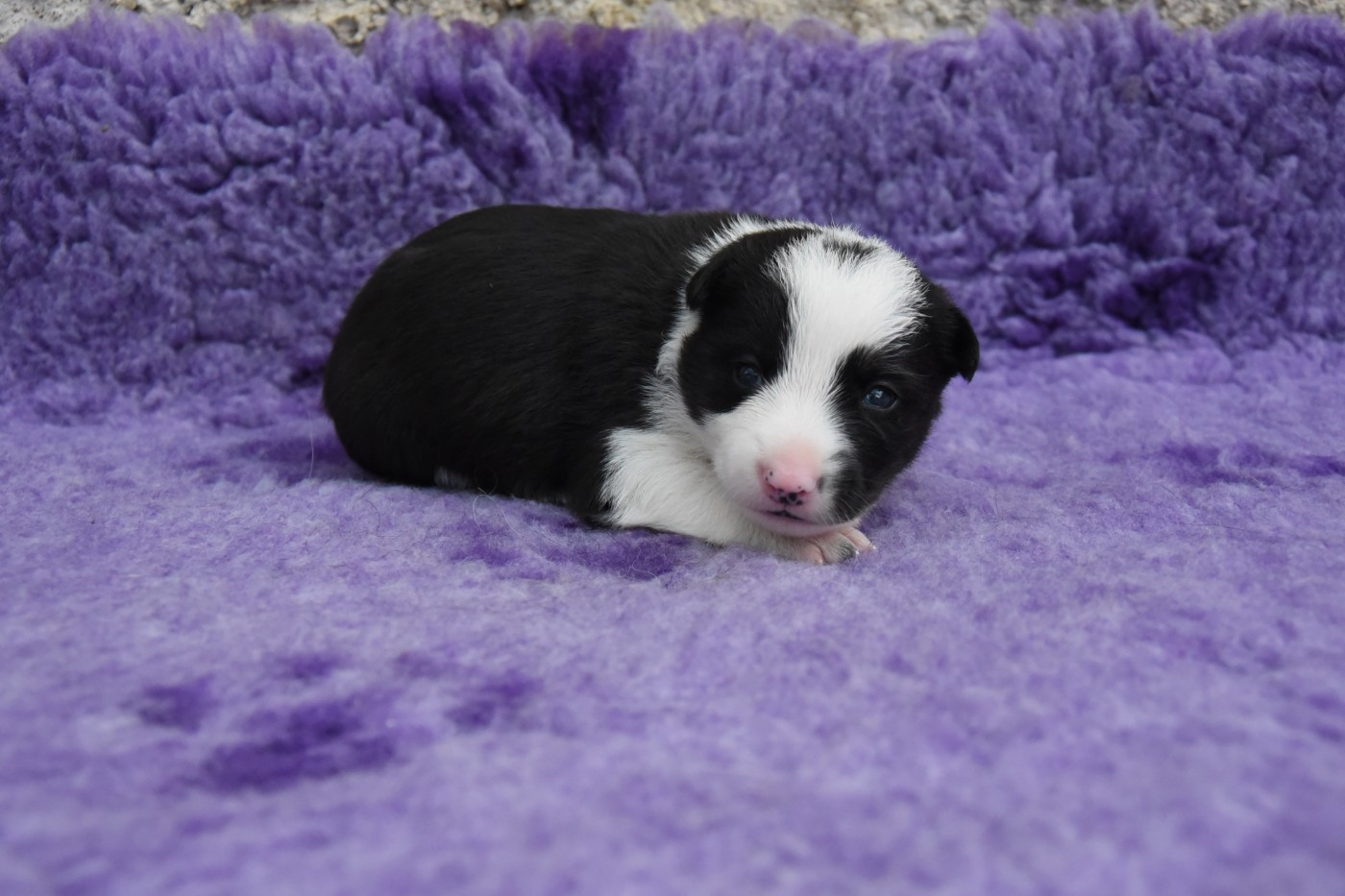 Dorka's Spirit - Chiots disponibles - Border Collie