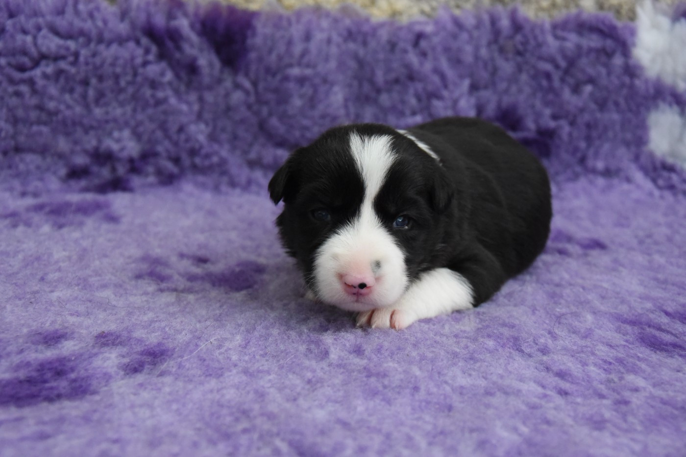 Dorka's Spirit - Chiots disponibles - Border Collie