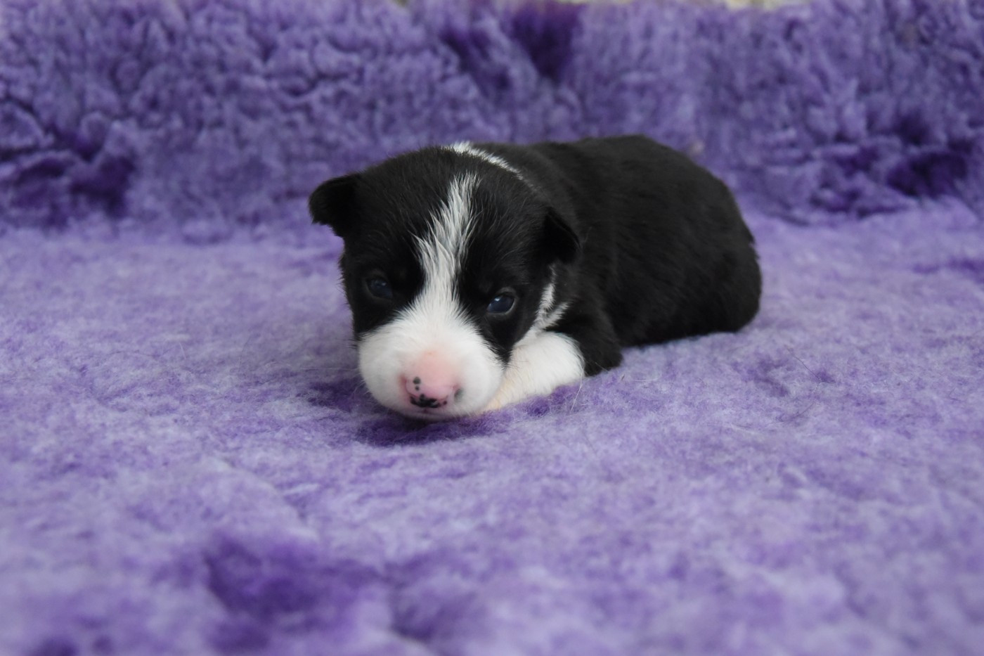 Dorka's Spirit - Chiots disponibles - Border Collie