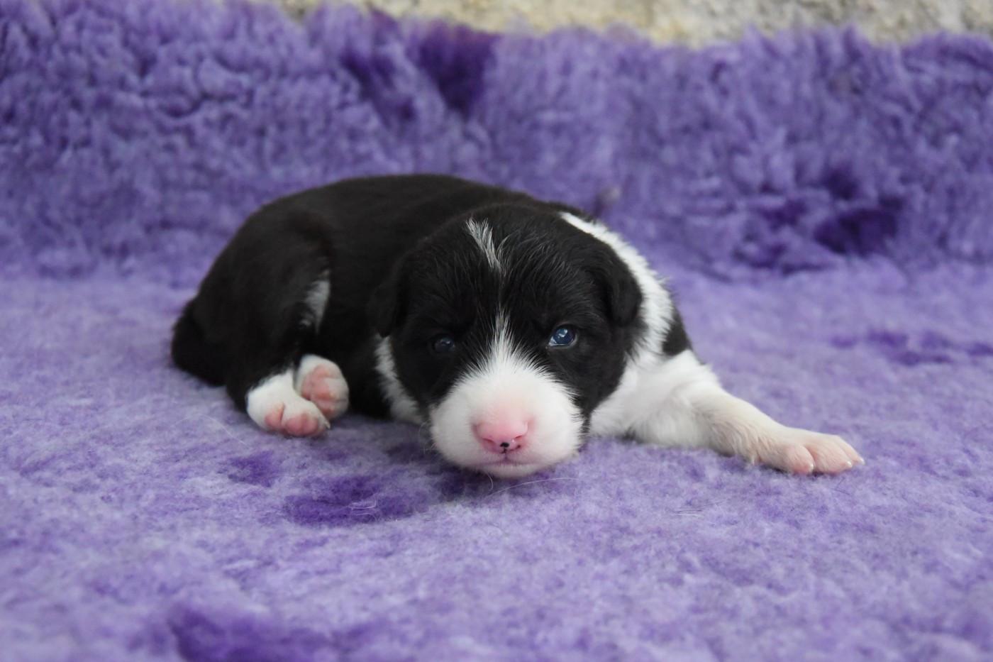 Dorka's Spirit - Chiots disponibles - Border Collie