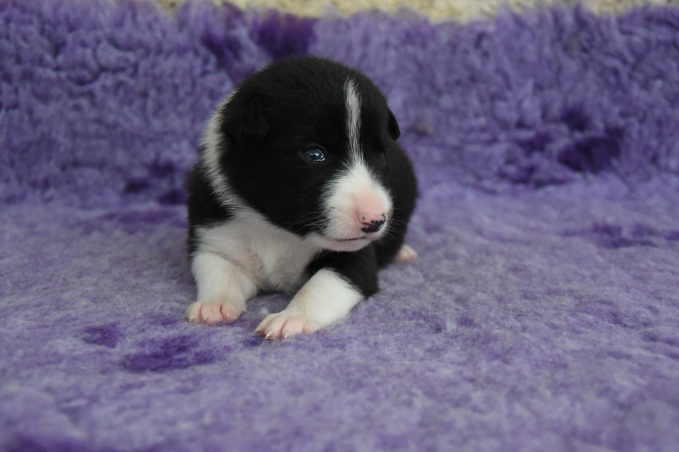 Dorka's Spirit - Chiots disponibles - Border Collie