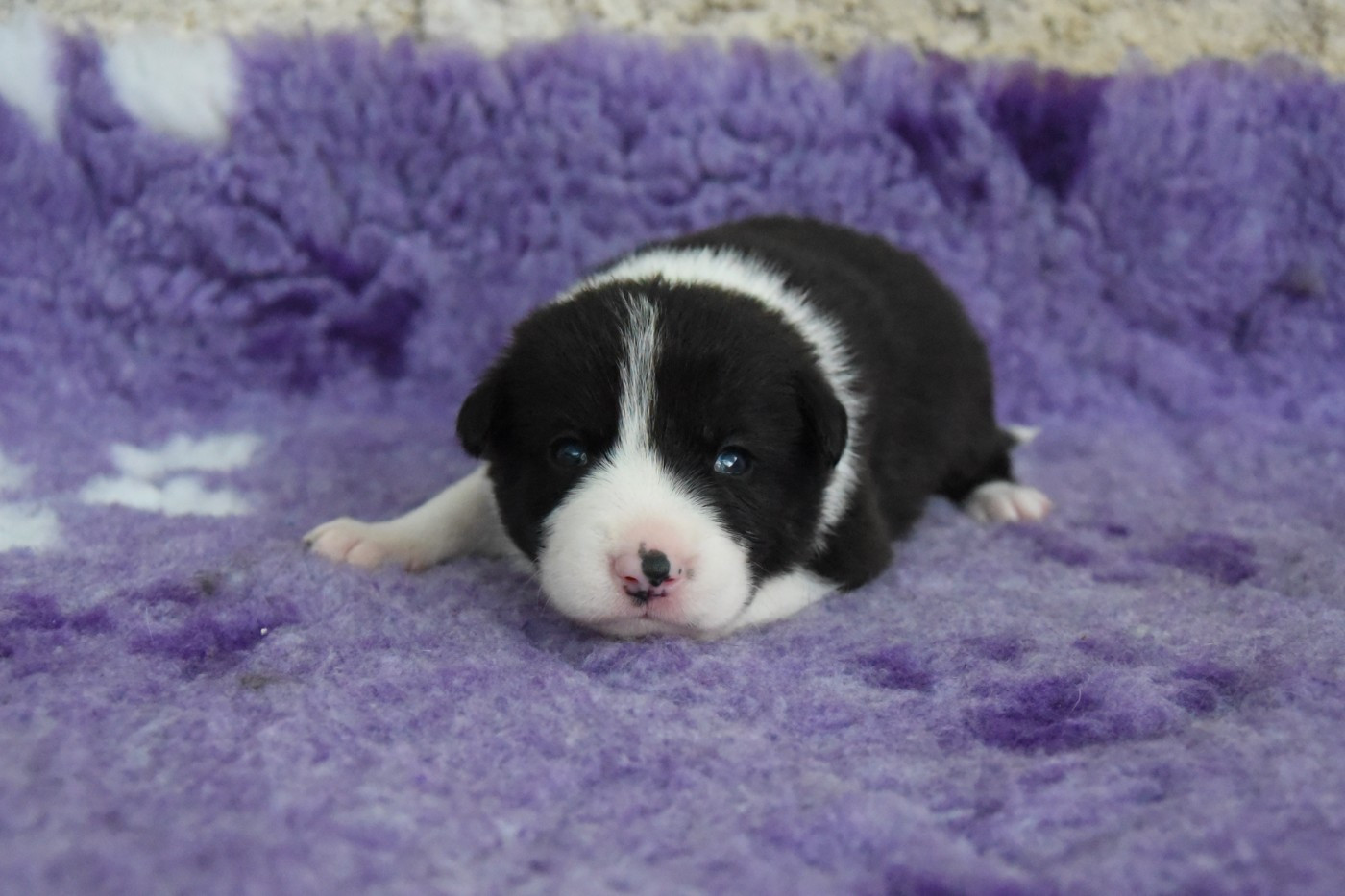 Dorka's Spirit - Chiots disponibles - Border Collie