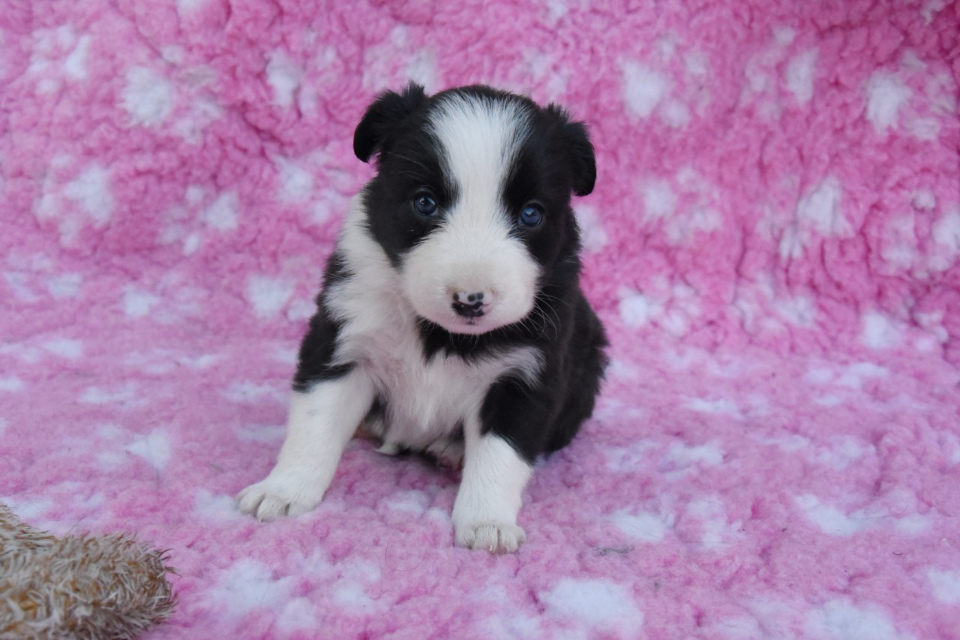 Dorka's Spirit - Chiots disponibles - Border Collie