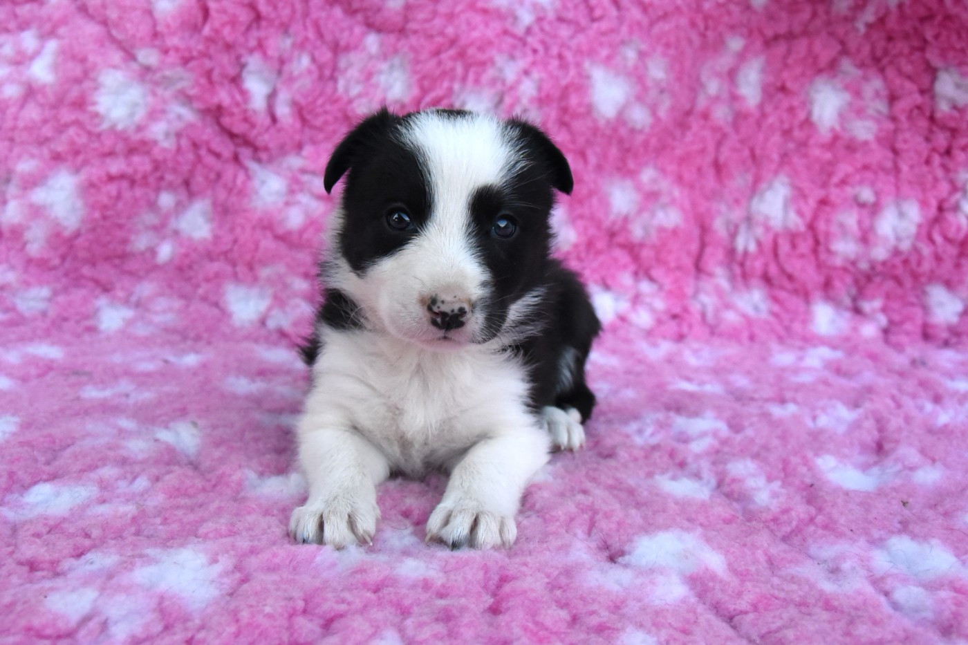 Dorka's Spirit - Chiots disponibles - Border Collie