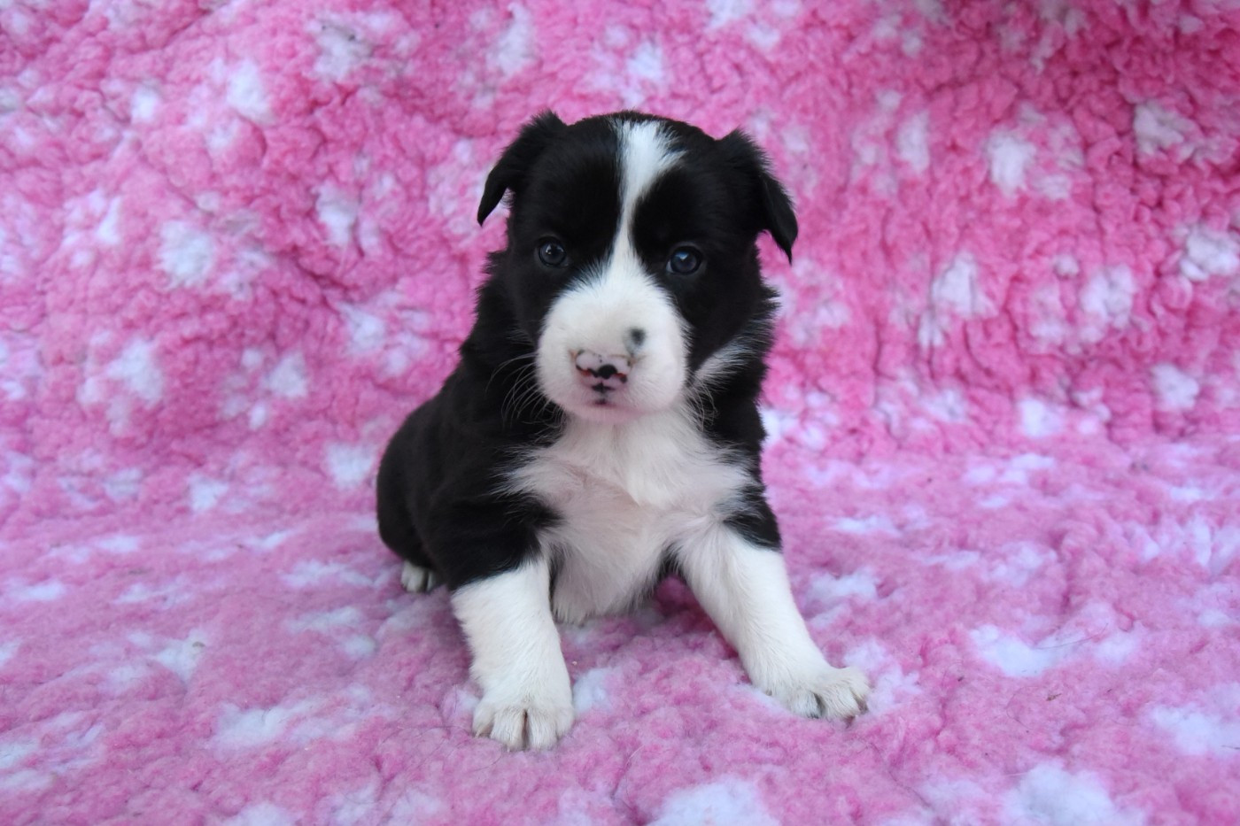 Dorka's Spirit - Chiots disponibles - Border Collie
