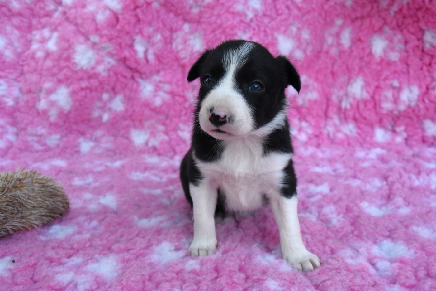 Dorka's Spirit - Chiots disponibles - Border Collie