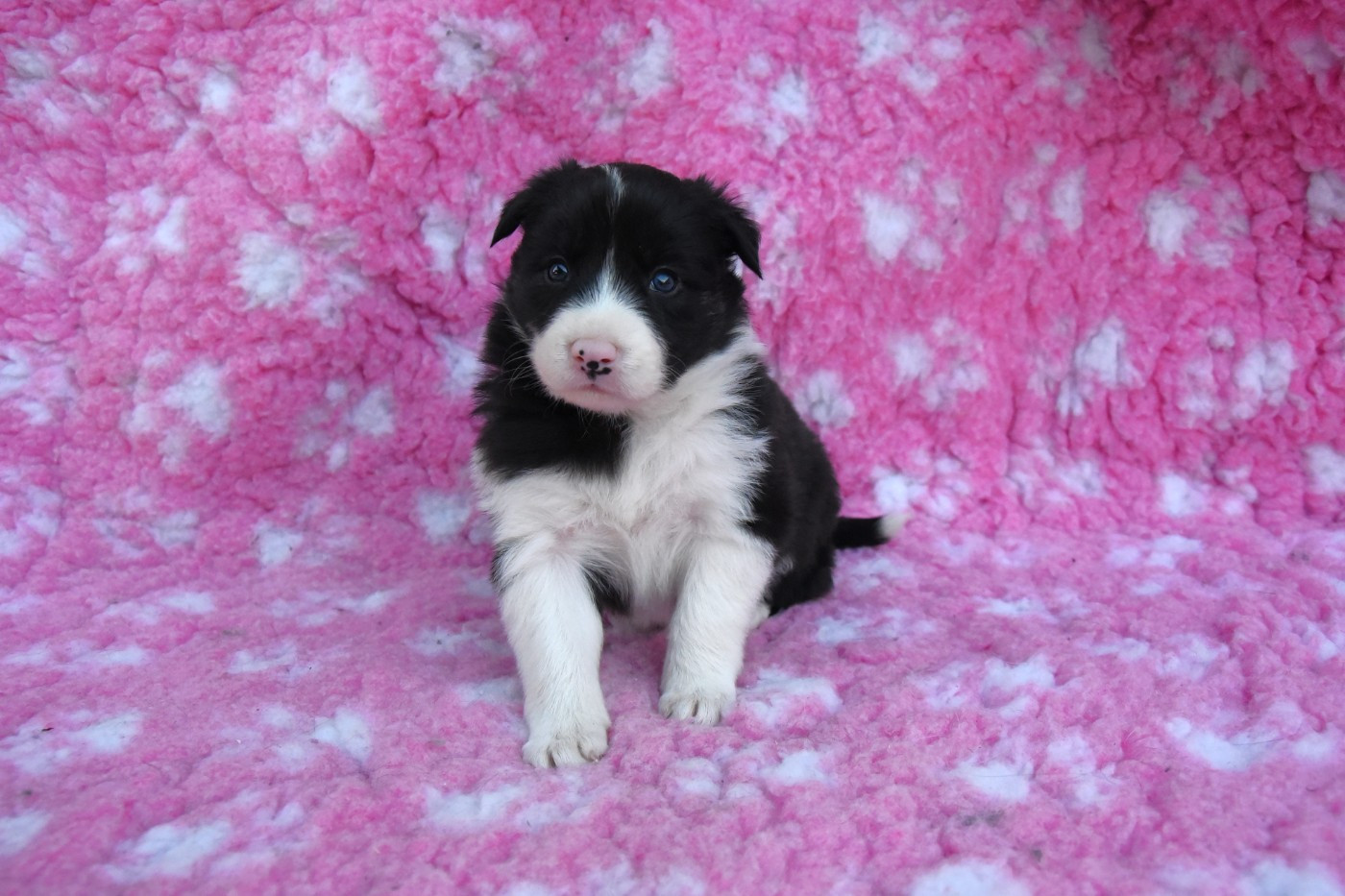Dorka's Spirit - Chiots disponibles - Border Collie