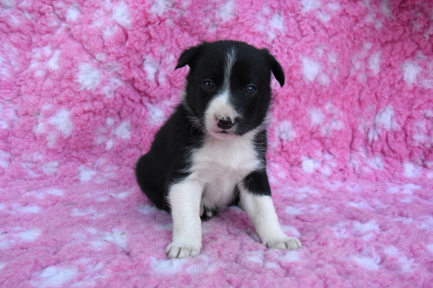 Dorka's Spirit - Chiots disponibles - Border Collie