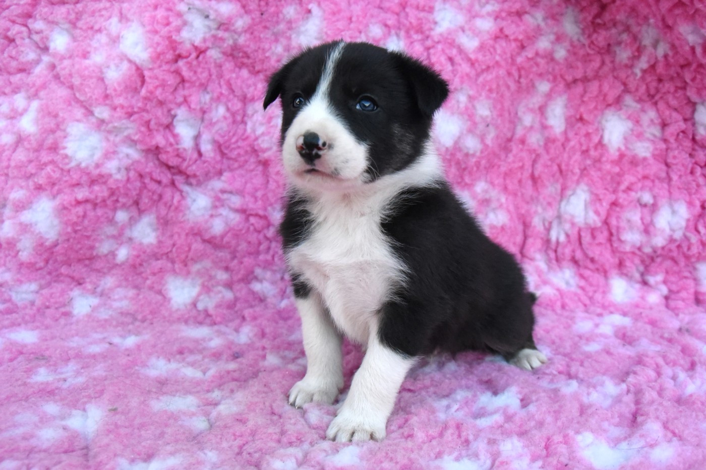 Dorka's Spirit - Chiots disponibles - Border Collie