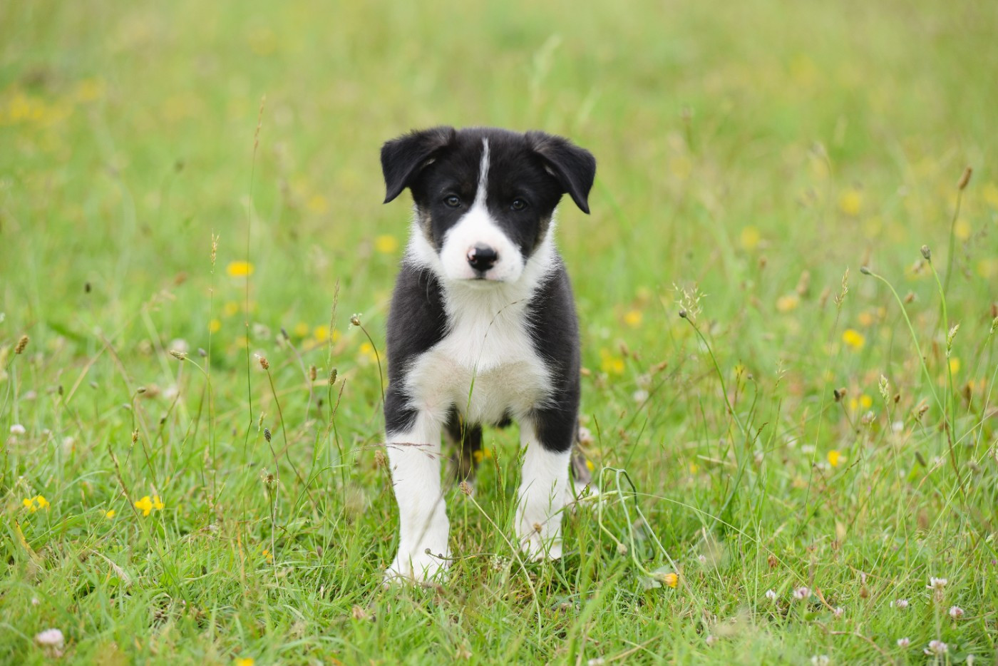 Dorka's Spirit - Chiots disponibles - Border Collie
