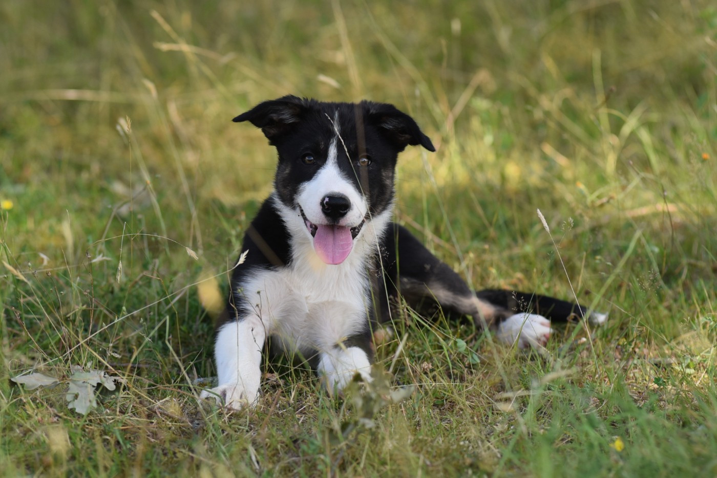 Dorka's Spirit - Chiots disponibles - Border Collie