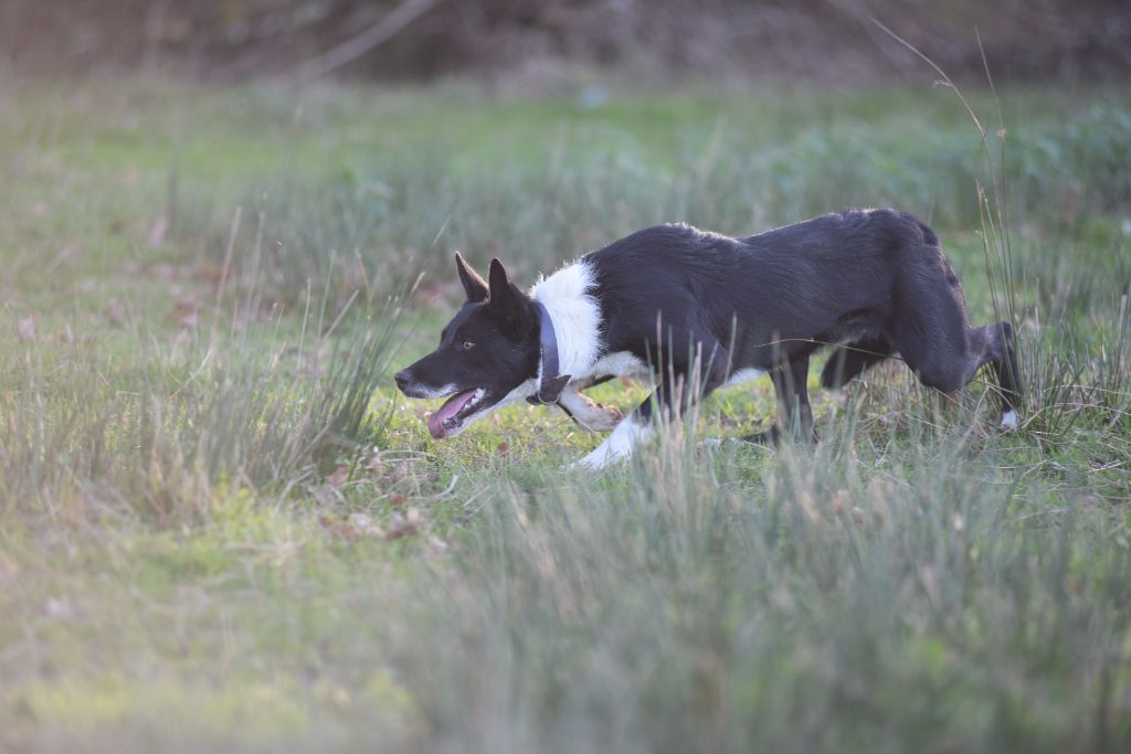 Dorka's Spirit - Chiots disponibles - Border Collie