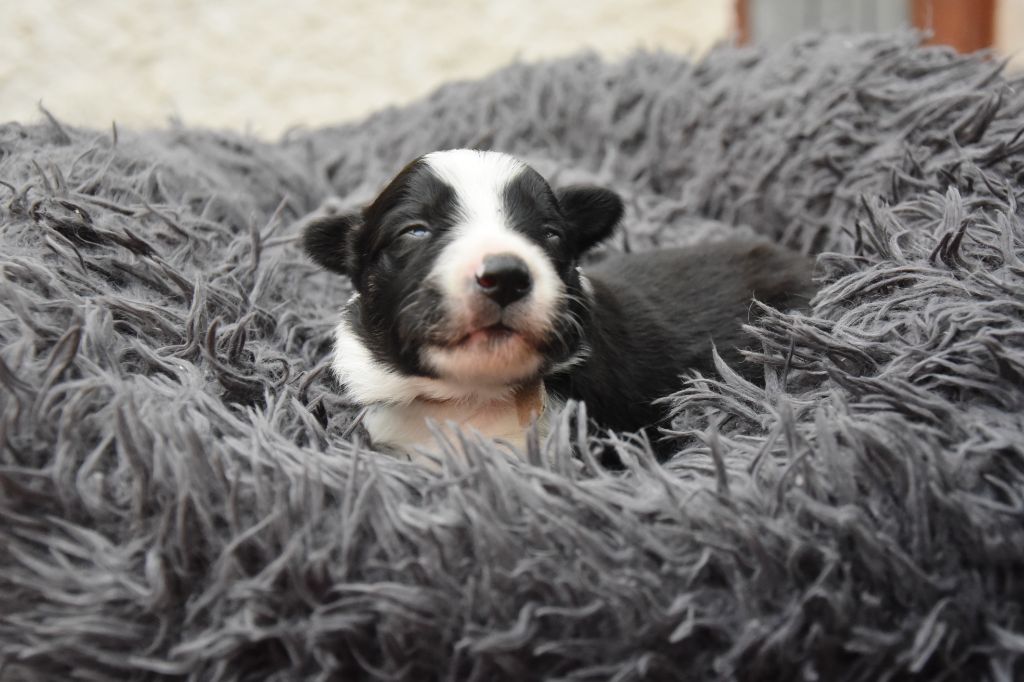 Dorka's Spirit - Chiots disponibles - Border Collie