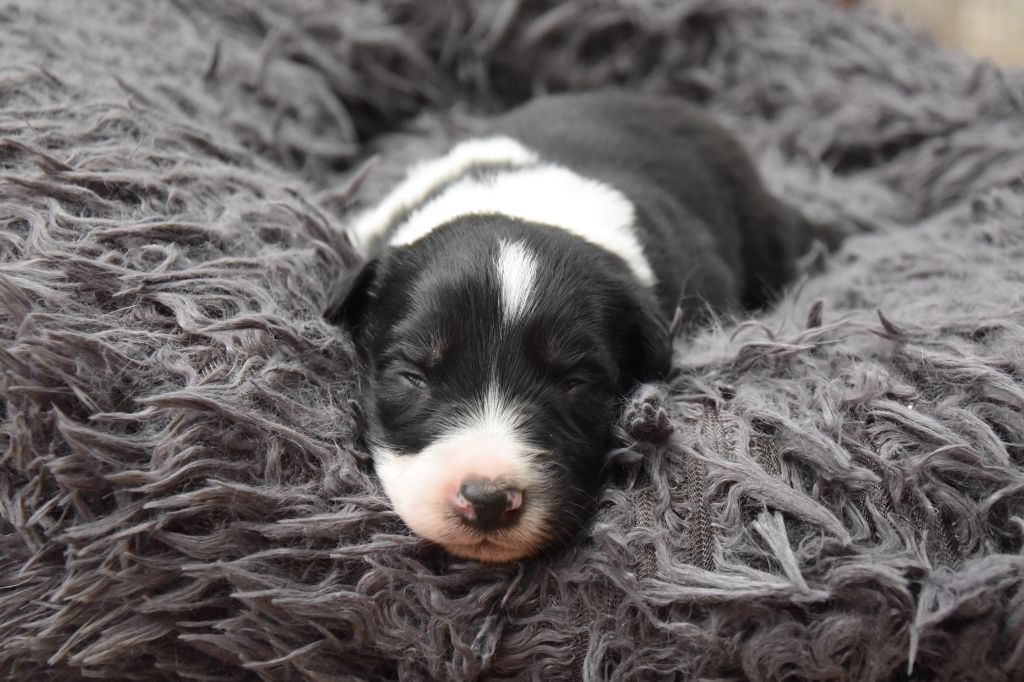 Dorka's Spirit - Chiots disponibles - Border Collie