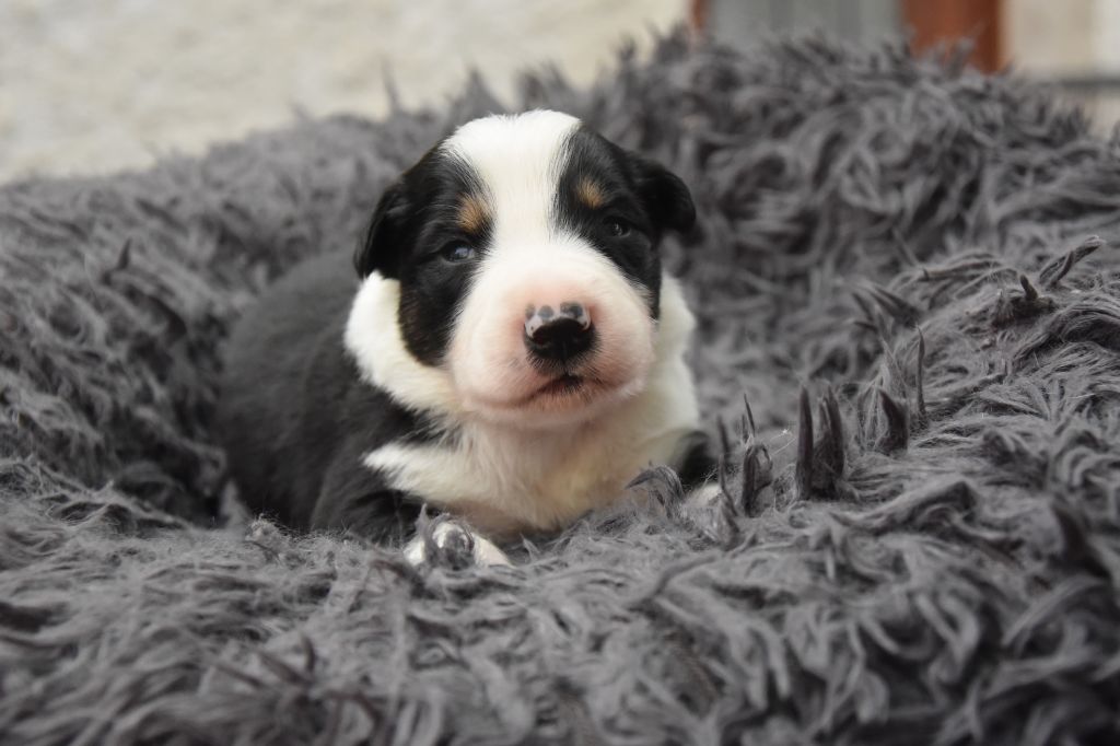Dorka's Spirit - Chiots disponibles - Border Collie