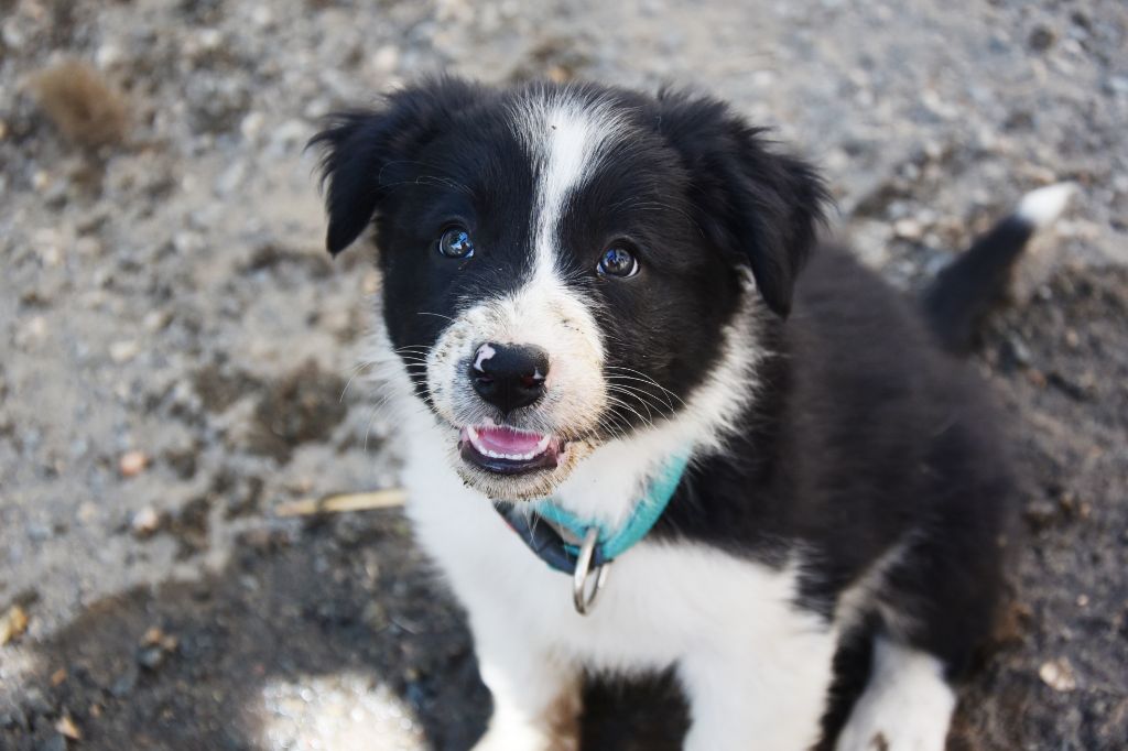 Dorka's Spirit - Chiots disponibles - Border Collie
