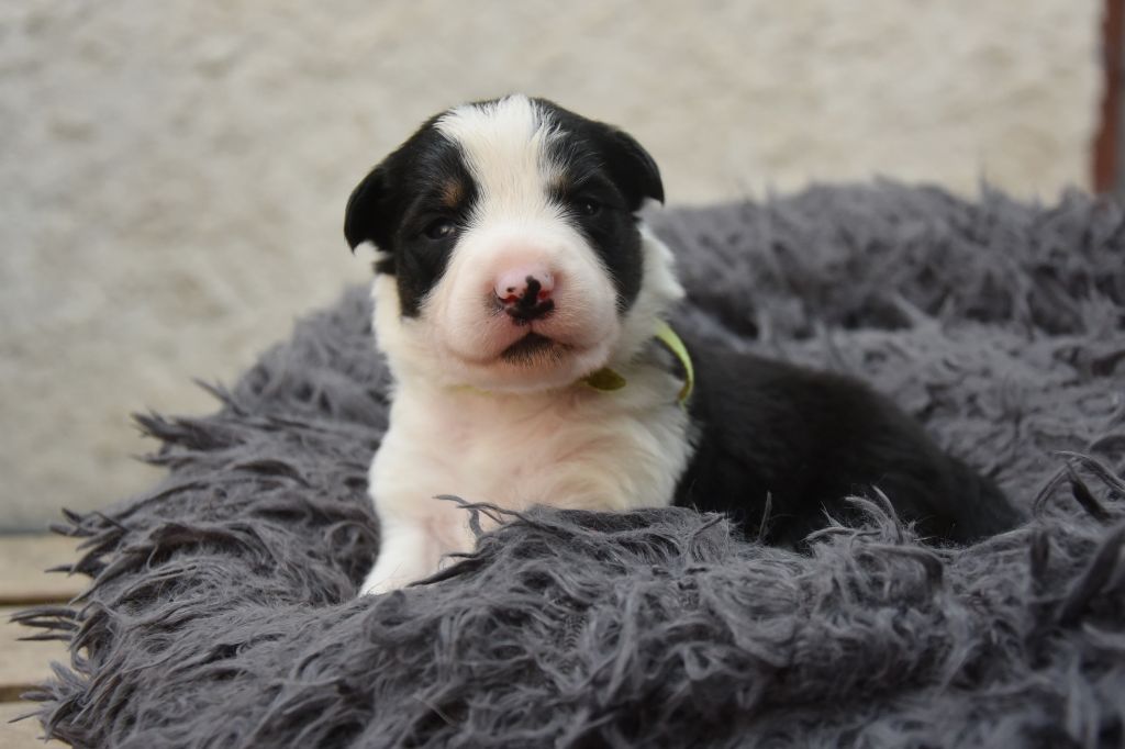 Dorka's Spirit - Chiots disponibles - Border Collie