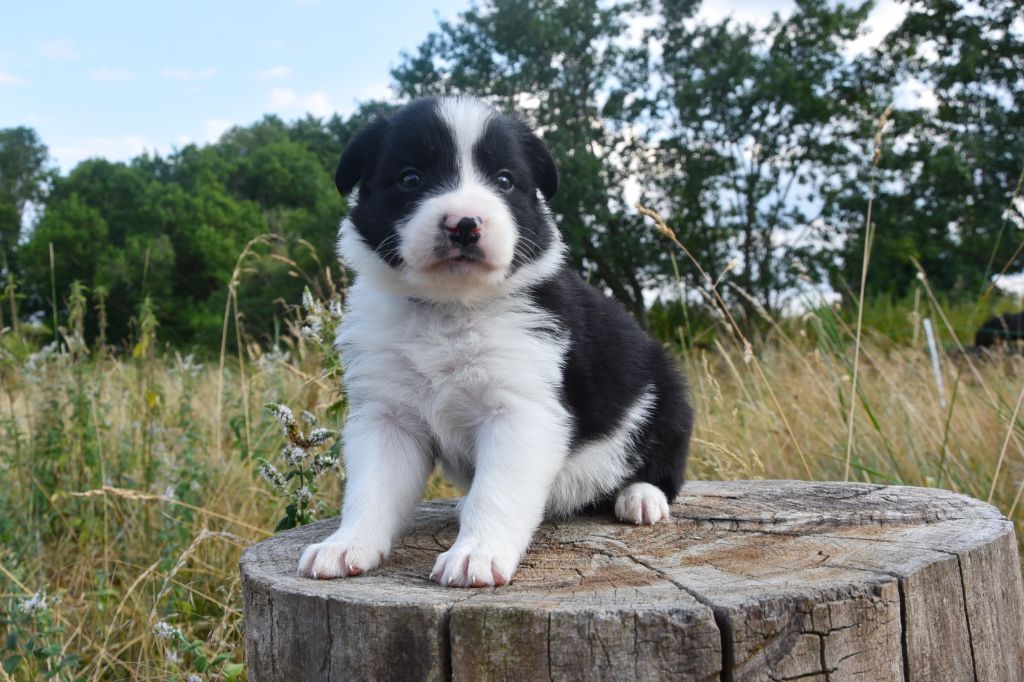 Dorka's Spirit - Chiots disponibles - Border Collie