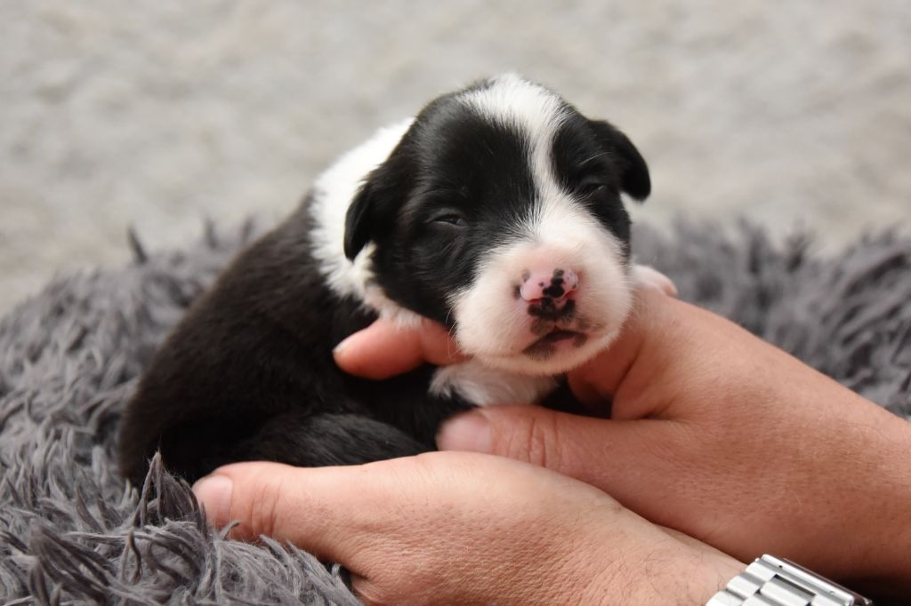 Dorka's Spirit - Chiots disponibles - Border Collie