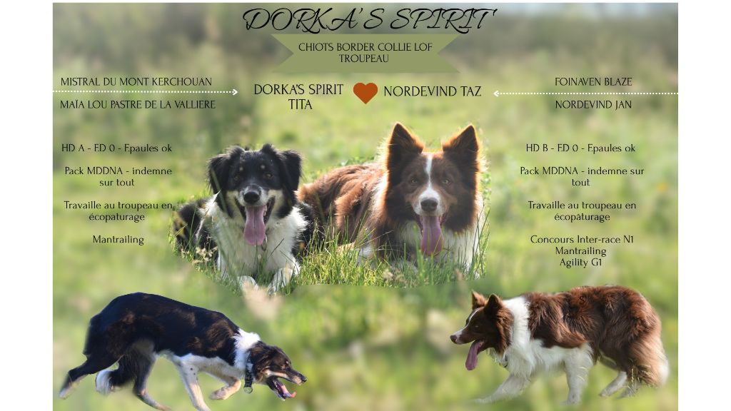 Chiot Border Collie Dorka's Spirit